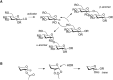 FIGURE 53.1.. (A) Stereospecific formation of glycosidic bonds as either an α- or β-linkage.