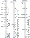 FIGURE 12.2.. Glycosylphosphatidylinositol (GPI)-biosynthetic pathways of Trypanosoma brucei, Saccharomyces cerevisiae, and mammals.