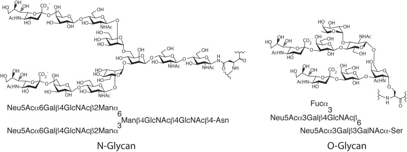 FIGURE 3.1.. Examples of branched structures in N- and O-linked glycans.