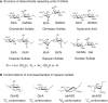 FIGURE 3.3.. Structures of (A) disaccharide repeating units of different glycosaminoglycans and (B) the conformations of monosaccharides from heparan sulfate.