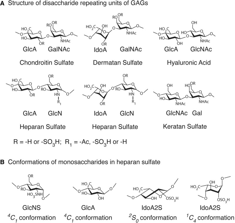 FIGURE 3.3.. Structures of (A) disaccharide repeating units of different glycosaminoglycans and (B) the conformations of monosaccharides from heparan sulfate.