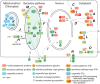 FIGURE 18.1.. Cellular topography of nucleocytoplasmic glycosylation.