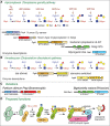 FIGURE 18.2.. Mechanism of glycosylation of Skp1 in the cytoplasm of protists.