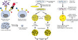 FIGURE 49.2.. Selections for glycosylation mutants.