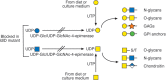 FIGURE 49.3.. Mutation of UDP-Glc/UDP-GlcNAc-4-epimerase, also called UDP-Gal-4-epimerase or GALE, in ldlD mutant Chinese hamster ovary (CHO) cells prevents the generation of UDP-Gal and UDP-GalNAc preventing addition of Gal and GalNAc to all glycans.