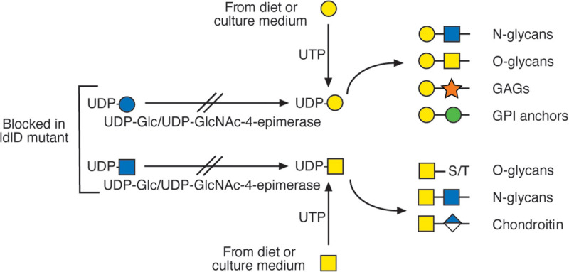 FIGURE 49.3.. Mutation of UDP-Glc/UDP-GlcNAc-4-epimerase, also called UDP-Gal-4-epimerase or GALE, in ldlD mutant Chinese hamster ovary (CHO) cells prevents the generation of UDP-Gal and UDP-GalNAc preventing addition of Gal and GalNAc to all glycans.