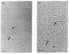 Figure 7.4. Electron micrographs of a hybrid between and adenovirus-derived mRNA and adenovirus DNA, with arrows showing boundaries of the R-loop of single-stranded DNA that is not present in the mRNA, the first demonstration of the presence of introns.