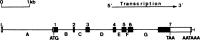 Figure 7.5. Exon intron structure of the chicken ovalbumin Y gene.