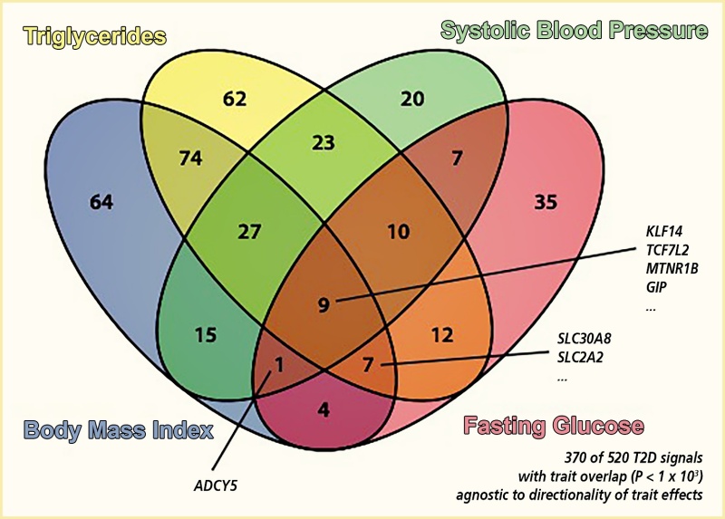 Venn diagram showing the significant overlap of loci associated with type 2 diabetes and four metabolic traits: B M I, triglycerides, systolic blood pressure, and fasting glucose.