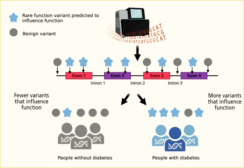 Illustration showing that transcription of a greater number of rare functional variants increases the risk for diabetes in a population.