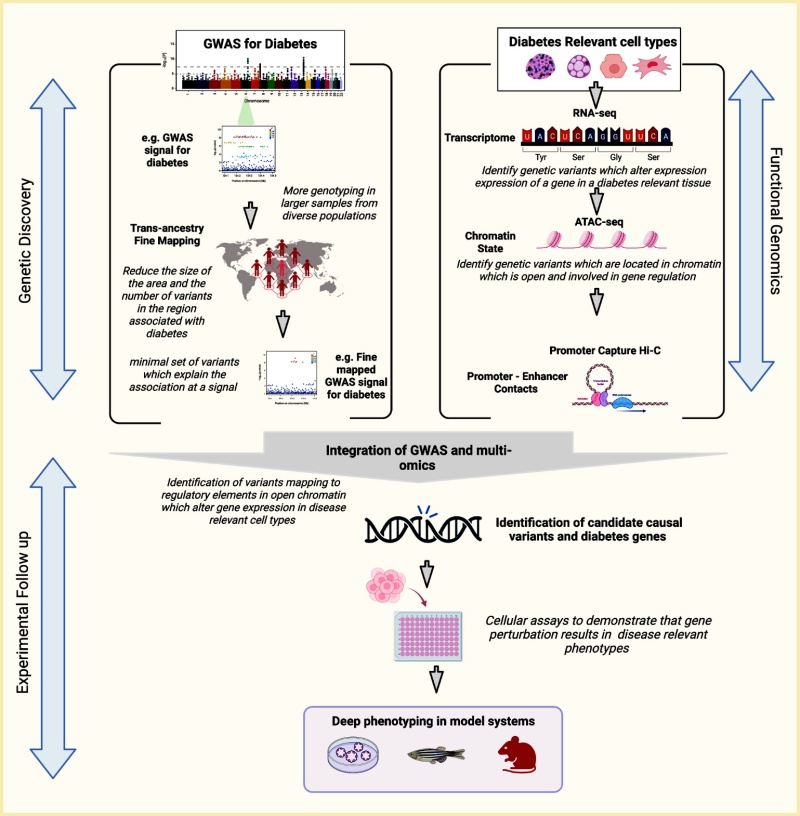 Illustration showing the pathway of epigenomic research starting from genetic discovery to functional discovery to experimental follow-up.