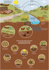 FIGURE 6-2. The route of entrance and fate of contaminants in soils, and nine major soil processes determining the fate of soil contaminants.