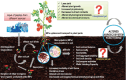 FIGURE 6-6. A schematic diagram of microplastic interaction with plant–soil systems.