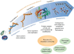 FIGURE 7-3. A schematic illustrating the information gained from each -omic technology and how their integration is essential to fully understanding the phenome.