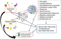 FIGURE 7-5. A schematic of known and proposed interactions between diet and cardiometabolic risk illustrates the known risk-reducing properties of vegetarian and Mediterranean diets on cardiometabolic diseases and the proposed interactions between the vegetarian and Mediterranean diets with the gut microbiome and gut-derived metabolites that can reduce cardiovascular disease risk.