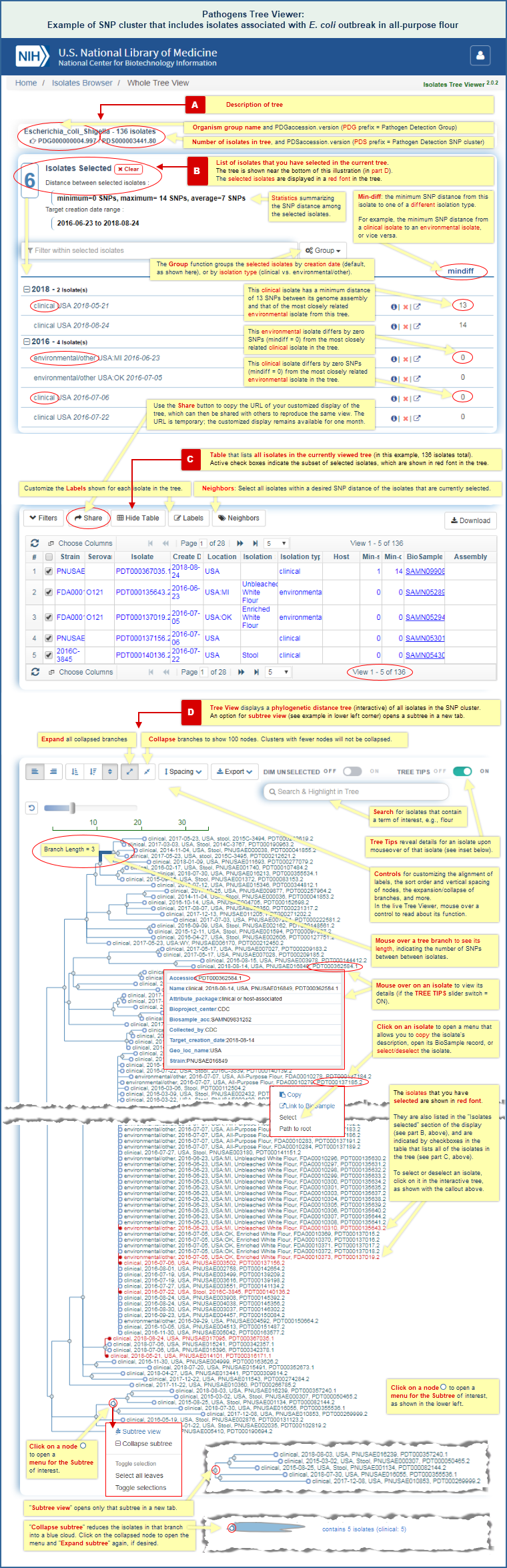 Illustrated example of Pathogens SNP Tree Viewer display, showing the phylogenetic distance tree for a SNP cluster that contains isolates associated with an E. coli outbreak from all-purpose flour, reflecting data as of September 4, 2018. A footnotes under the illustration describes how to open a live SNP Tree Viewer display for the most current data in that SNP cluster.