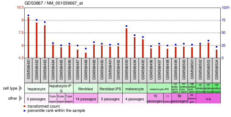 Gene Expression Profile